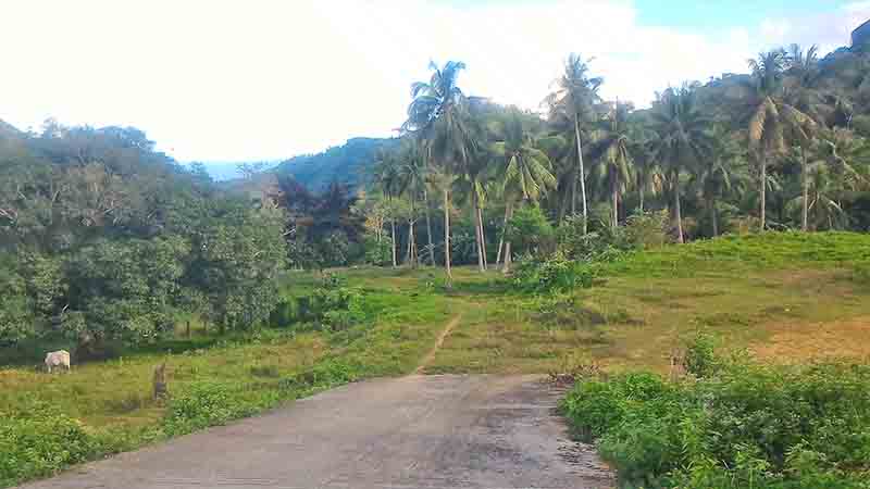 Agricultural Land for Sale in Naga, Cebu